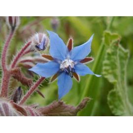 75 Graines De Bourrache Officinale Méthode Bio Seed Fleur Vivace Potager