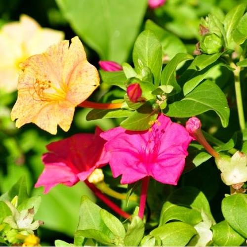 35 Graines De Fleurs Belle De Nuit Méthode Bio Coloris Variés Seeds Fleurs