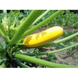 Courgette Jaunes 10 Graines