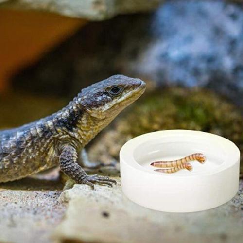 Bol Rond D'alimentation Pour Reptiles En Céramique Blanche, Plat À Ver, Bols Pour Animaux De Compagnie, Mini Nourriture Et Eau, Mangeoire Anti-Fuite Pour Reptiles, Dragons Barbus