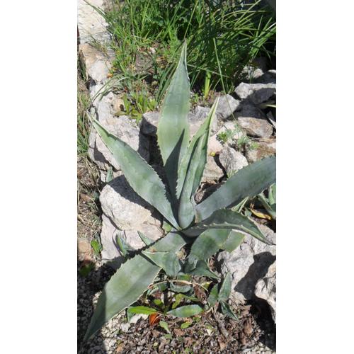 Agave De Mon Jardin