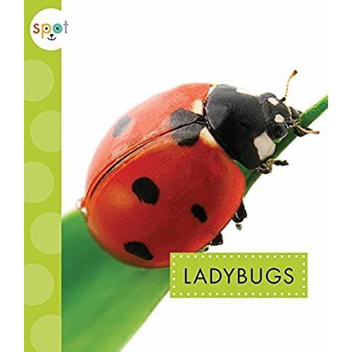 Ladybugs