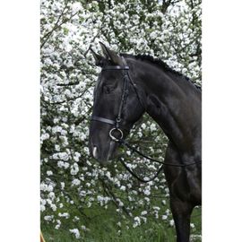 Bridon Riding World "Muserolle Française" Noir, Taille Shetland : L'essentiel Du Confort Pour Votre Poney