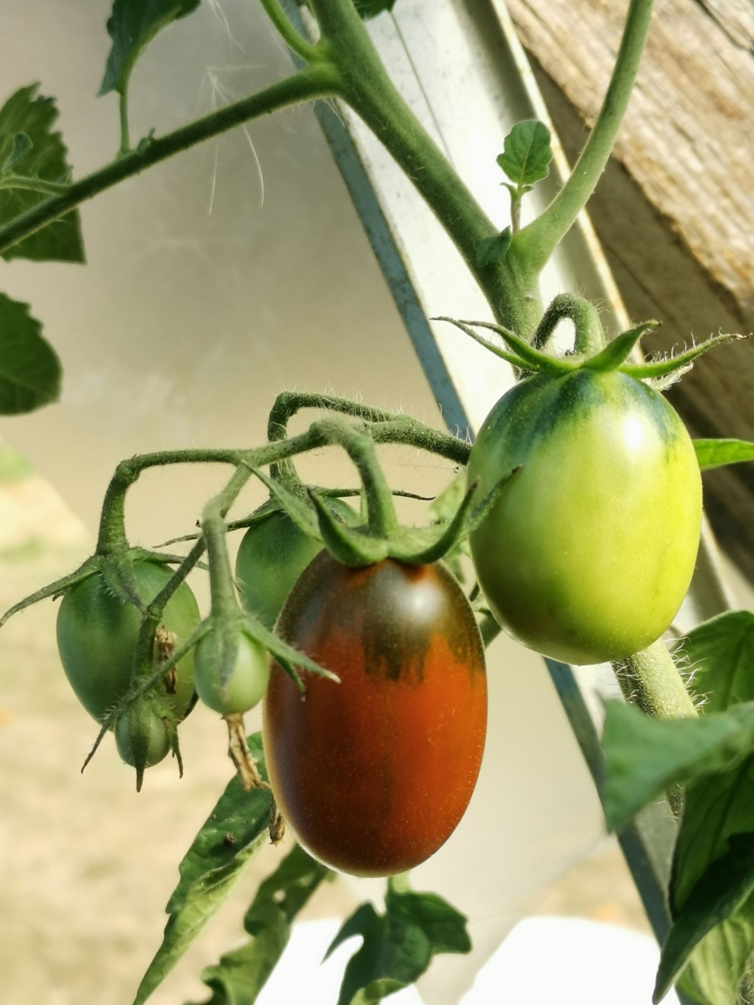 Tomate "Prune Noire" - Noire Et Rouge - 15 Graines