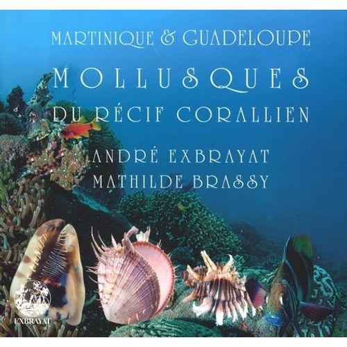 Mollusques Du Récif Corallien