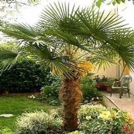 Trachycarpus Fortunei, Syn. Chamaerops Excelsa
