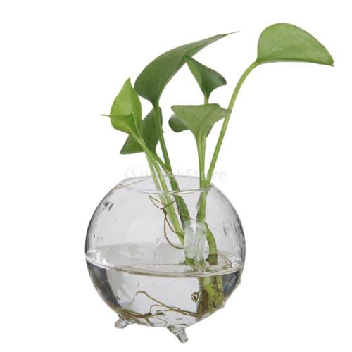 SUNTEK Vase hydroponique en verre fleur | Micro paysage, bricolage, bouteille Terrarium conteneur