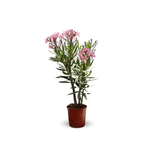 Plante Exterieur Fleur Rose