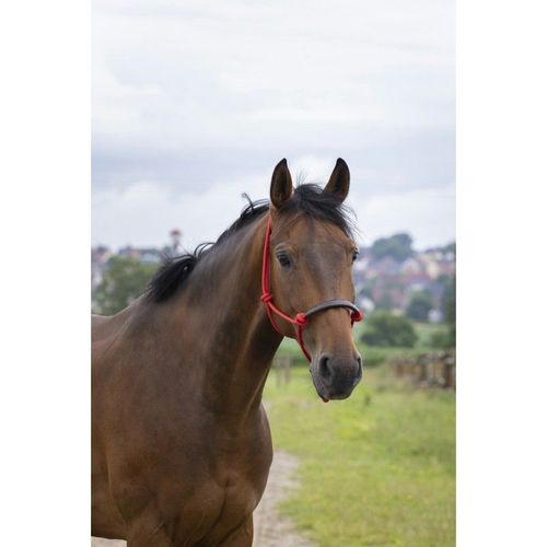 Licol Éthologique Norton "Corde/Synthétique" - Couleur : Rouge, Taille : Cheval