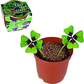 Trèfle À 4 Feuilles À Planter Avec 2 Bulbes En Pot Fonctions : Trèfle À 4 Feuilles En Pot Contenu : 2 Bulbes D'oxalys, 1 Pot, 1