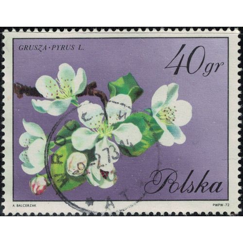 Pologne Oblitéré Used Fleurs Arbre Pyrus Domestica Poirier Commun Y&t Pl 1981 Su