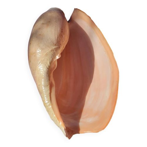 Coquillage cymbuis beige