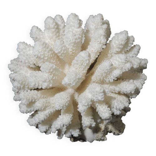 Corail de mer cluster blanc vintage blanc