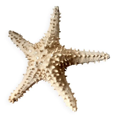 Etoile de mer cabinet de curiosit 33 cm beige