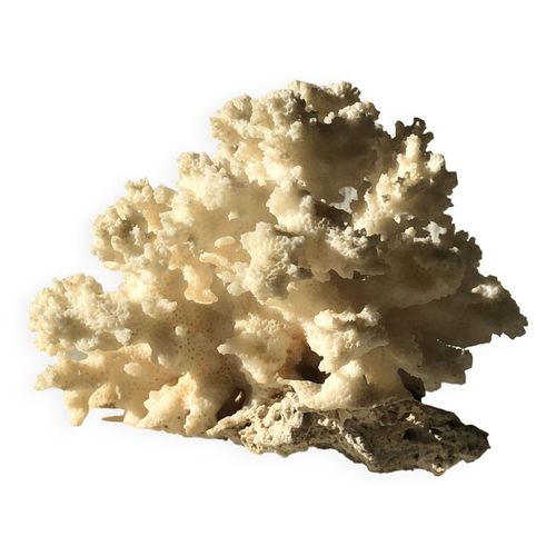 Branche de corail blanc blanc