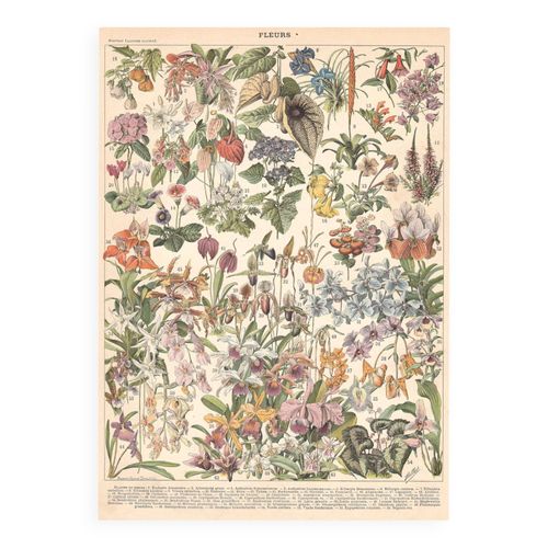 Planche ancienne sur les fleurs et plantes de serres 1897 multicolore