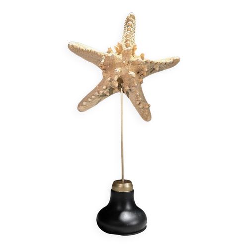 toile de mer protoreaster nodosus sur socle blanc