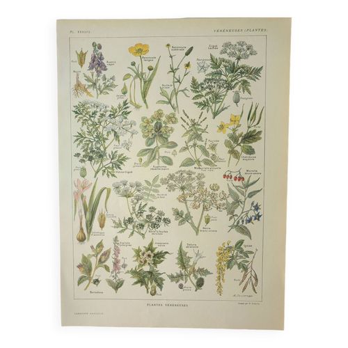 Gravure ancienne 1922 Plantes vnneuses flore plante fleur  Lithographie Planche originale beige