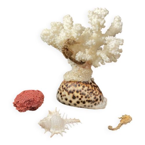 Curiosits marines Coral hippocampes coquillages blanc