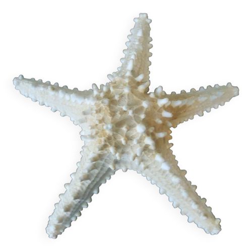 Etoile de merdiamtre 25 cm beige