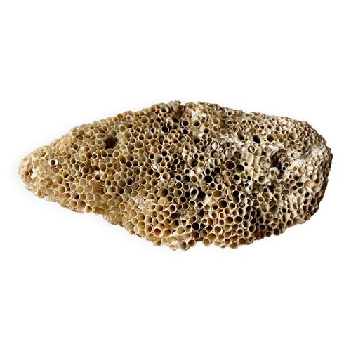 Fossile de corail beige