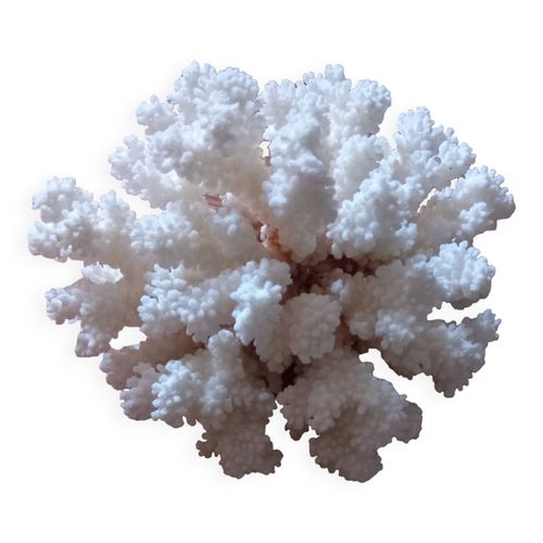 Corail coquillages blanc