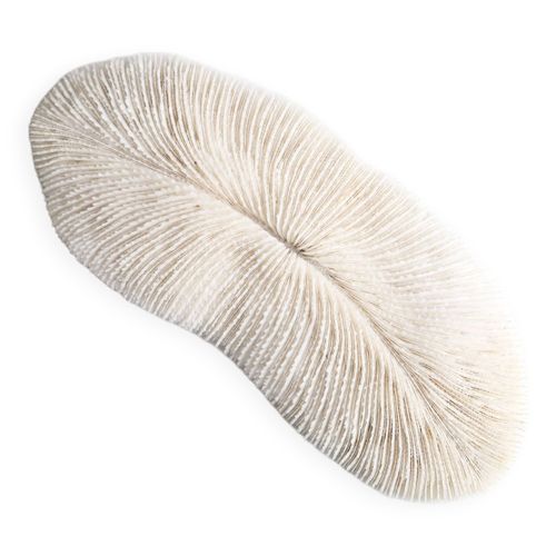 Corail blanc cabinet de curiosits annes 70 blanc
