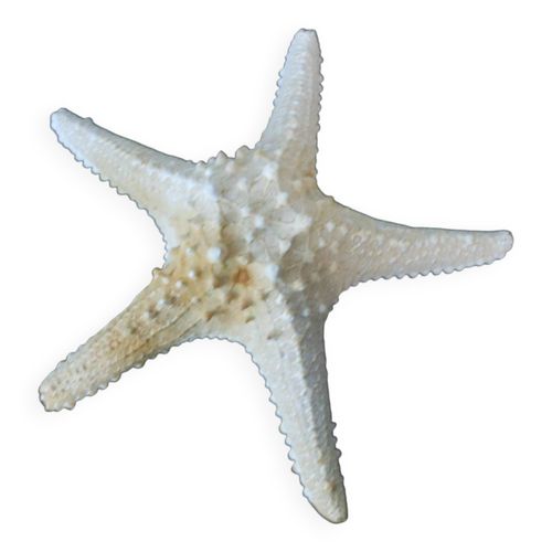 Etoile de merdiamtre 29 cm beige
