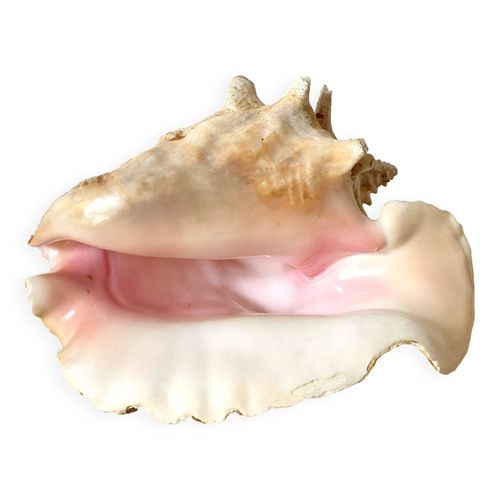 Coquillage vritable  lambi  grand  strombe rose