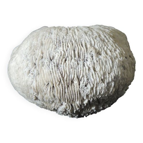 Corail blanc coussin de requin  vanuatu papouasie nouvelle guine blanc