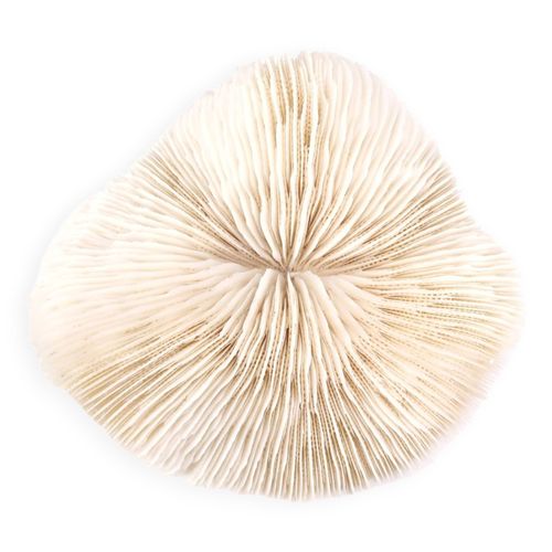 Corail blanc naturel annes 70 blanc