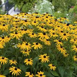Rudbekia Jaune, 50 Graines