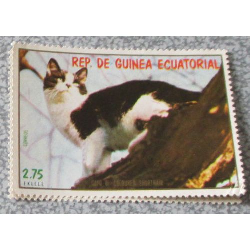 Timbre Guinée Equatoriale Chat Bicolore Poils Court De La Série Chats 1978 - Non Oblitéré - 57x40mm - Valeur 2.75 Ekuele
