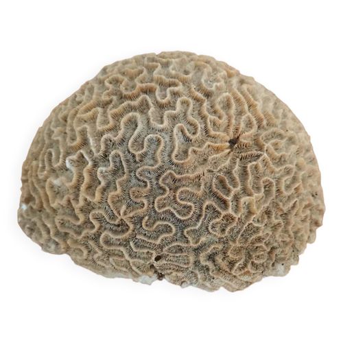 Corail cerveau marron