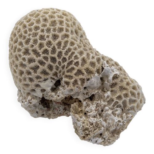 Corail cerveau Favite blanc