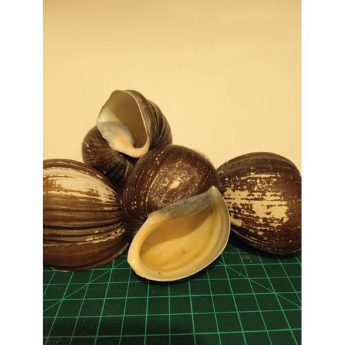 Lot De 4 Coquillage Escargot De Mer 8 Cm