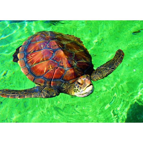 La Réunion - Tortue De Mer - Puzzle 204 Pièces