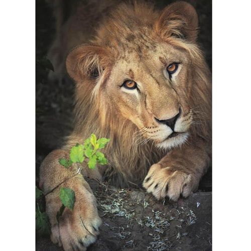 Le Roi Des Animaux - Puzzle 500 Pièces