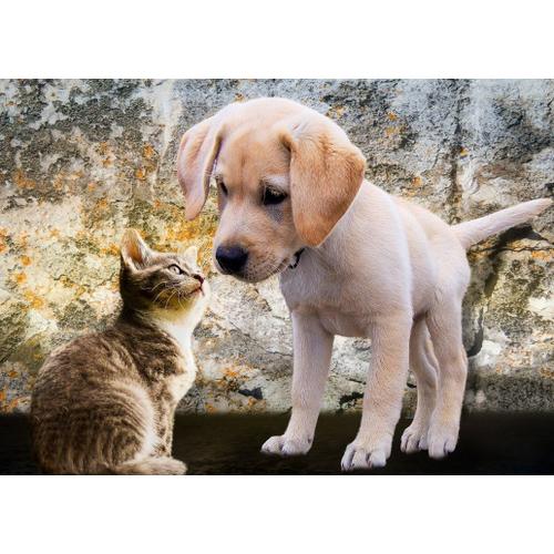 Kitten And Puppy - Puzzle 500 Pièces