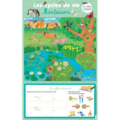 Les Posters Effaçables - Cycles De Vie Montessori