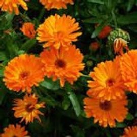 Calendula Orange 30 Graines