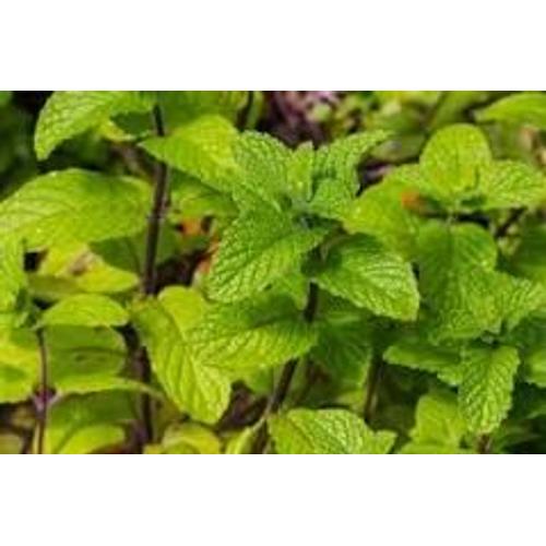 Menthe marocaine - Vente en ligne de plants de Menthe marocaine pas cher