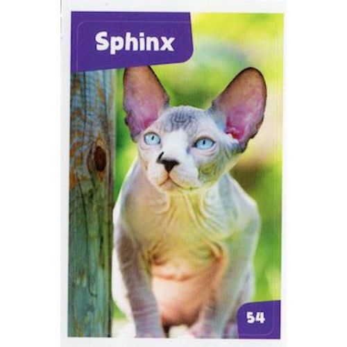 Autocollant Sticker Image Spa, Nos Amies Les Bêtes : 54 - Chat Sphinx / Cora Match 2024