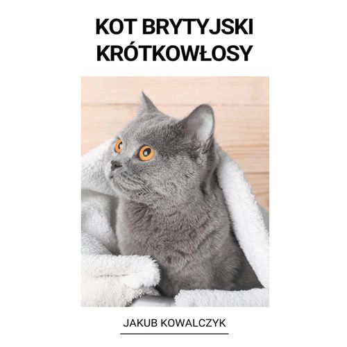 Kot Brytyjski Krótkow¿Osy