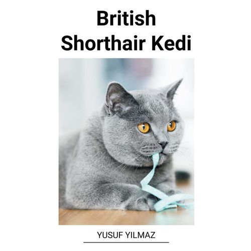 British Shorthair Kedi