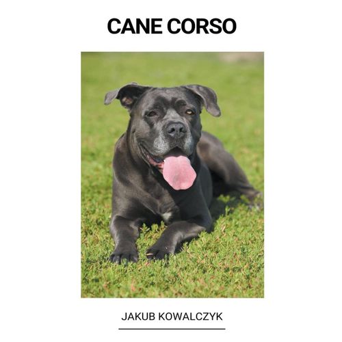 Cane Corso