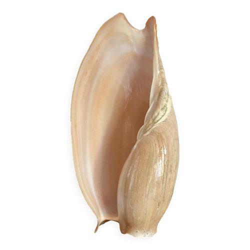 Coquillage volute du Sngal annes 70 80 beige