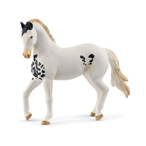 Horse Club Étalon Marwari
