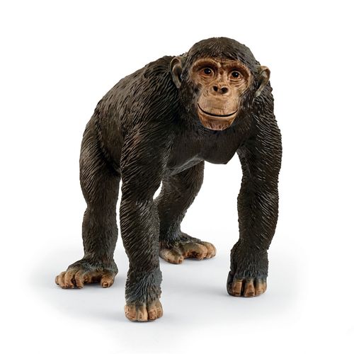 Wild Life Chimpanzé
