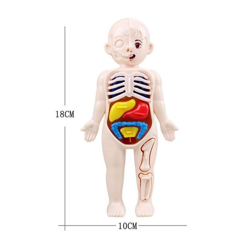 Corps - Puzzle 3d Montessori Pour Enfants, Modèle D'anatomie Du Corps Humain, Apprentissage Éducatif, Jouet À Assembler, Outil D'enseignement Pour Les Petits